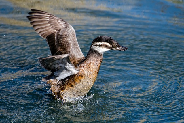 Ruddy Duck, Female