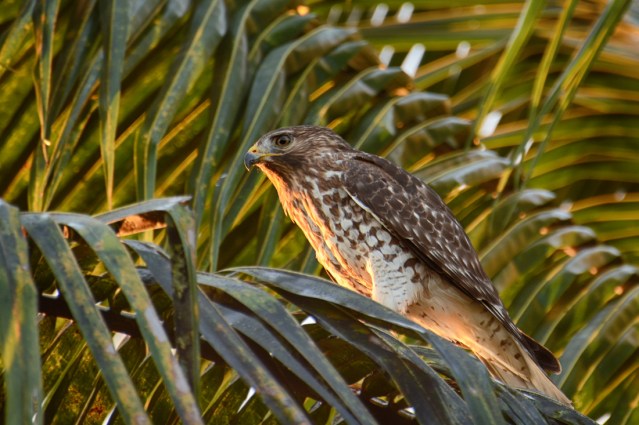Juvenile Red-shouldered Hawk at Sunrise