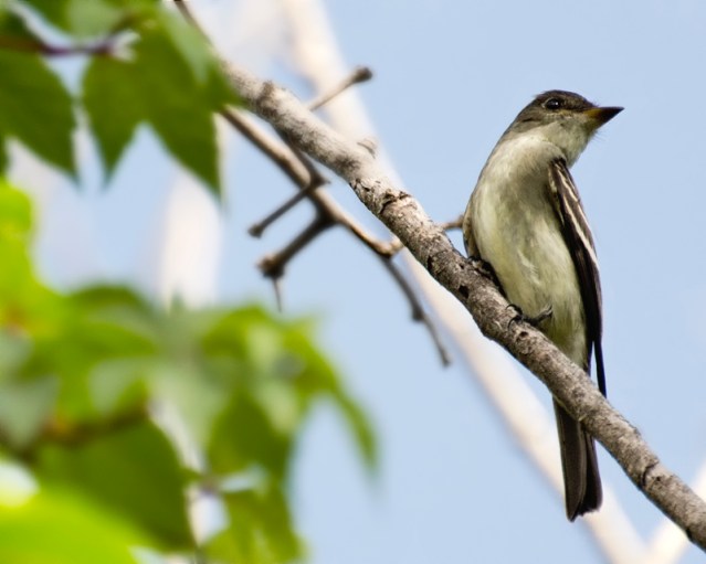 Eastern Wood-Pewee