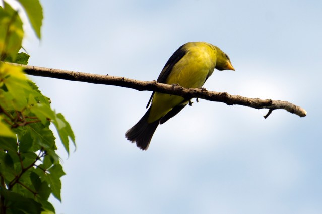 Scarlet Tanager, Female