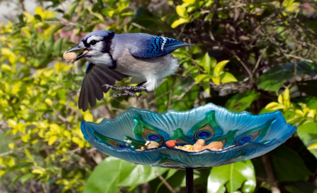 Let's Play Hide the Tail!