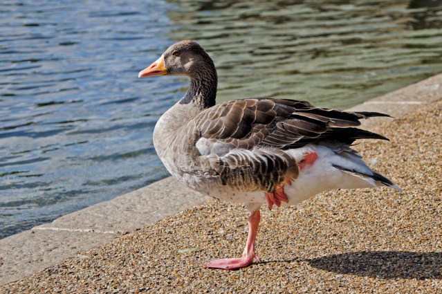 Greylag Goose along the Serpentine.