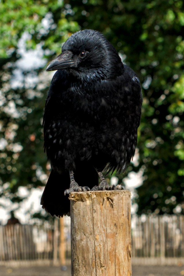 The old crow knows. What, I cannot say. But he knows.