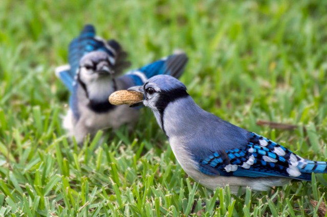 Anybody Want a Peanut?