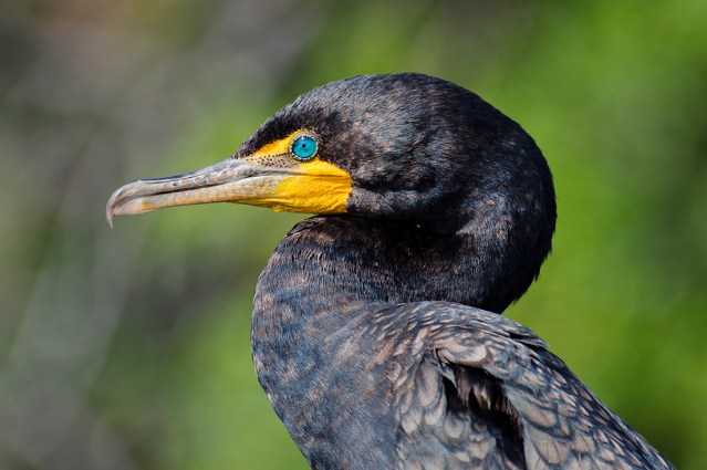 Cormorant Portrait
