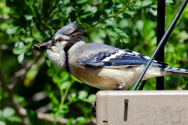 Now that's a Cropful!