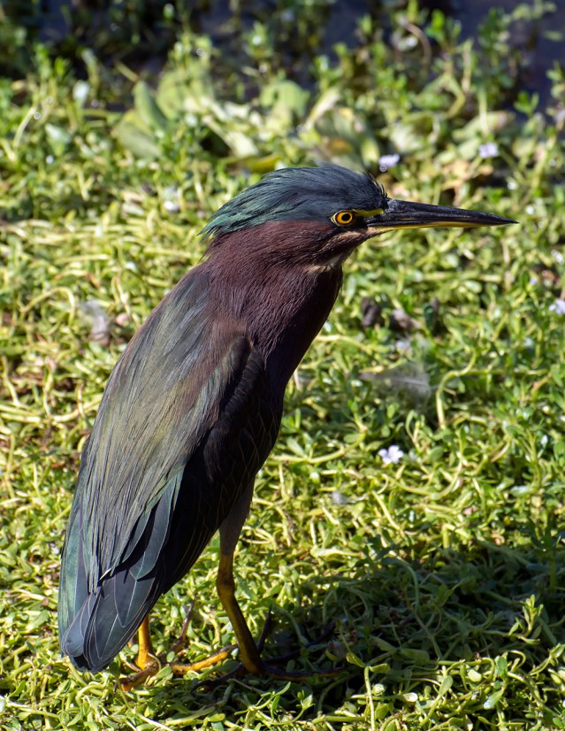 Green Heron, just being cute.