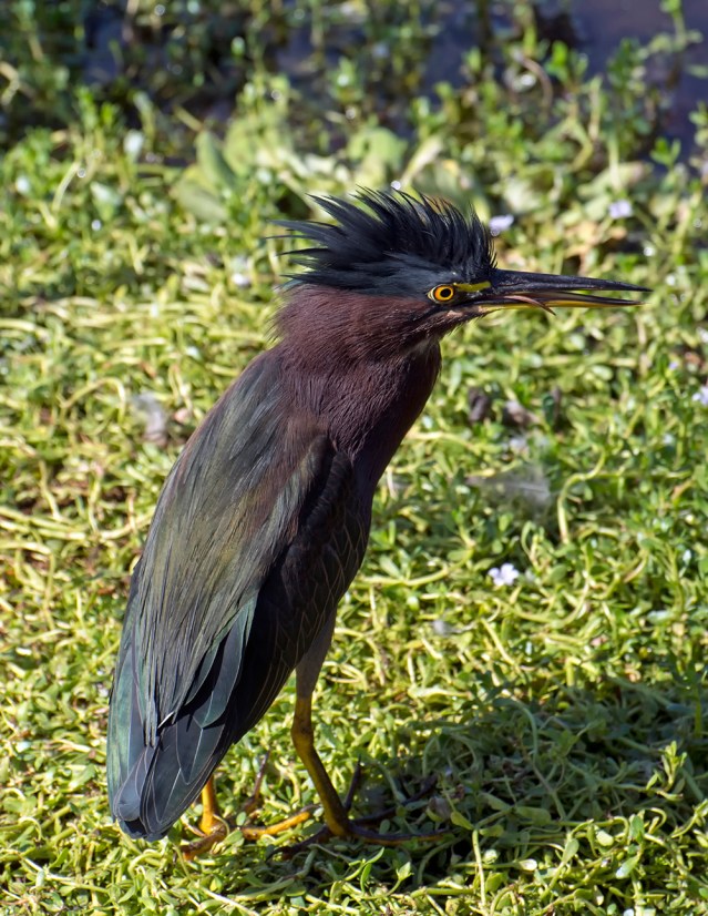 Ah! There's the mohawk! And as a bonus, the tongue!