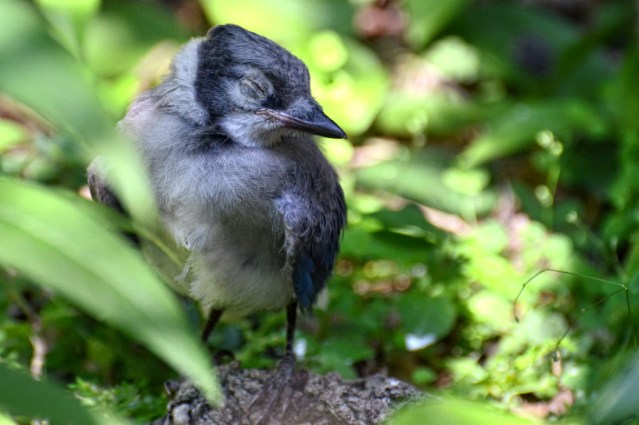 Happy, Sleepy Fledgling