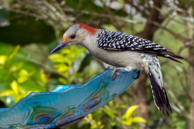 Red-bellied Woodpecker, Female