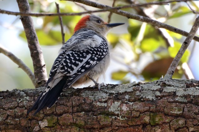 Red-bellied Woodpecker, female