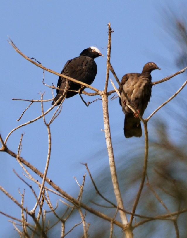 White-crowned Pigeon Pair, #337