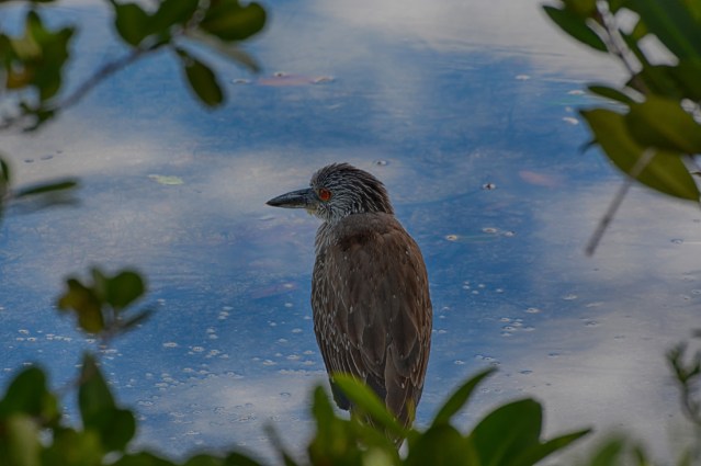 Black-crowned Night Heron, juvenile