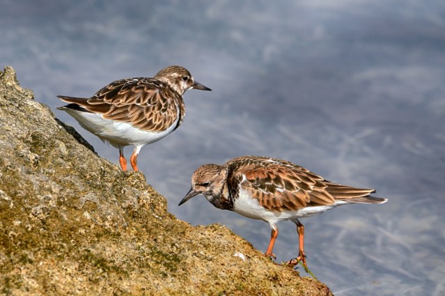 Ruddy Turnstones