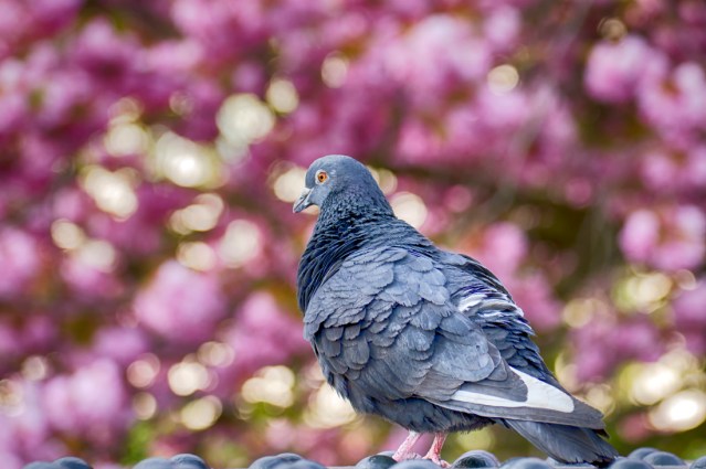 Rock Pigeon in Spring with Cherry Blossom Bokeh