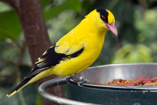 Checking out the grub!