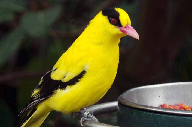 Close-up of the Black-naped Oriole.