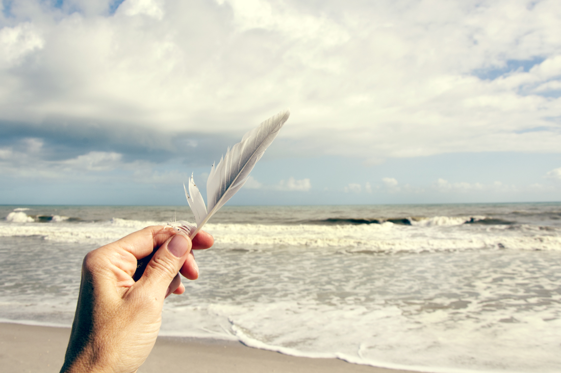 Gull Feather