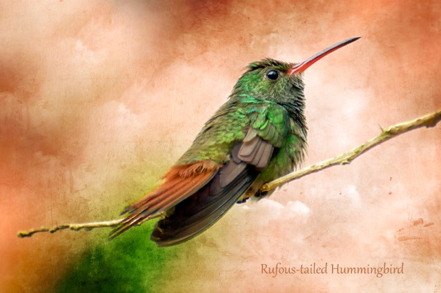 Rufous-tailed Hummingbird