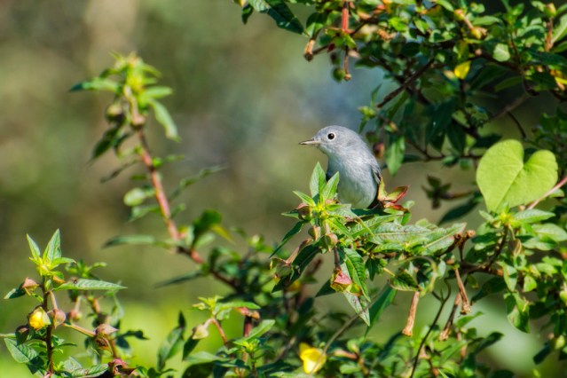 Sweet blue-gray gnatcatcher