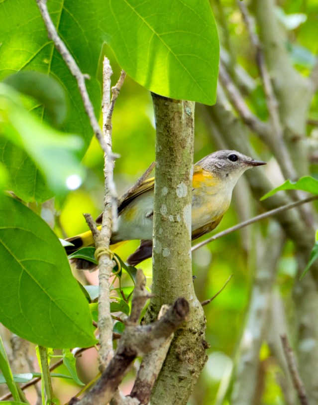 American Redstart, female