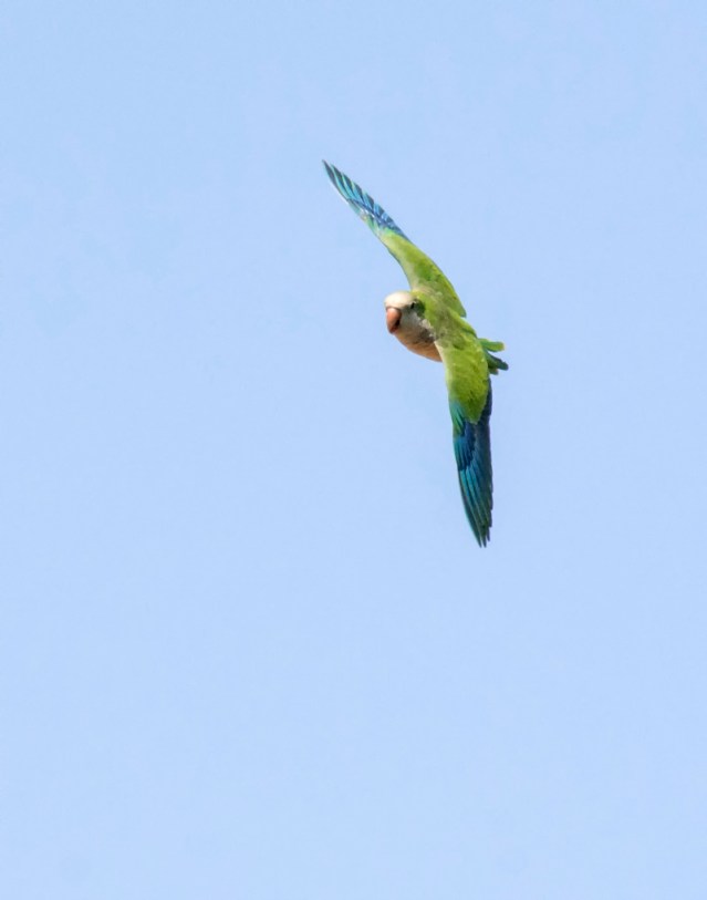 A Monk Parakeet heads for the platform feeder.