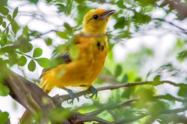 Spot-breasted Oriole