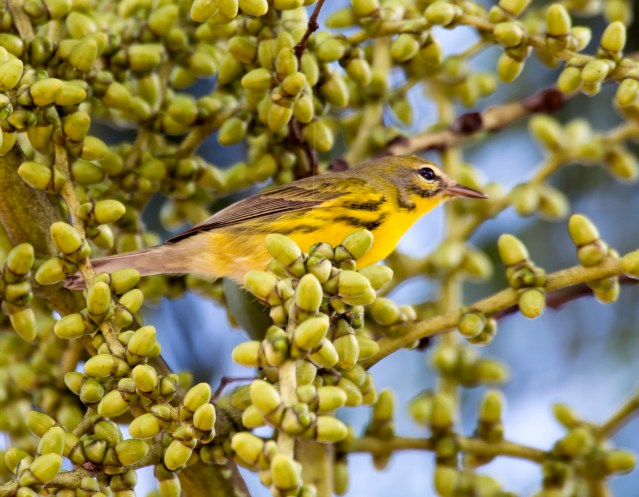 Showing off his black streaking.