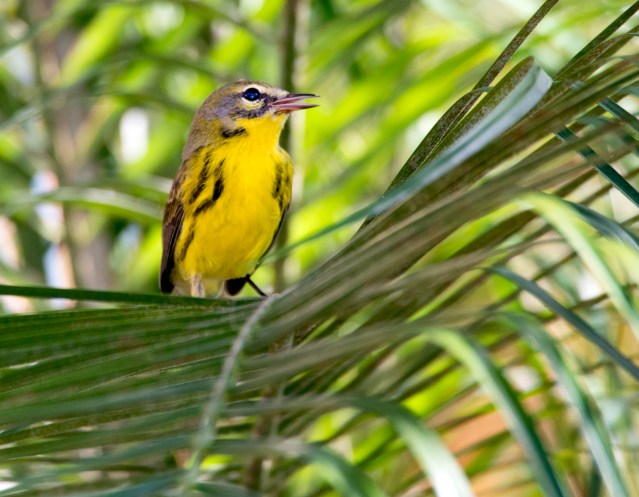 Sing me a song little birdy!