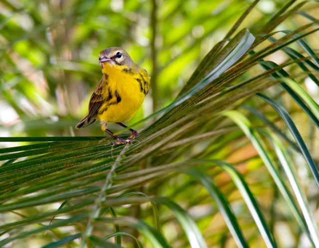 Prairie Warbler